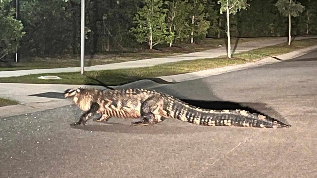 SEE IT: Massive 'king of the neighborhood' gator strolls across the road