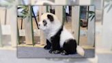 Fact Check: Footage Claims to Show Hybrid 'Pandog' Bred from Dogs and Pandas. Here Are the Facts