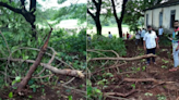 Maharashtra Cabinet Increases Fine For Illegal Tree Cutting To ₹50,000