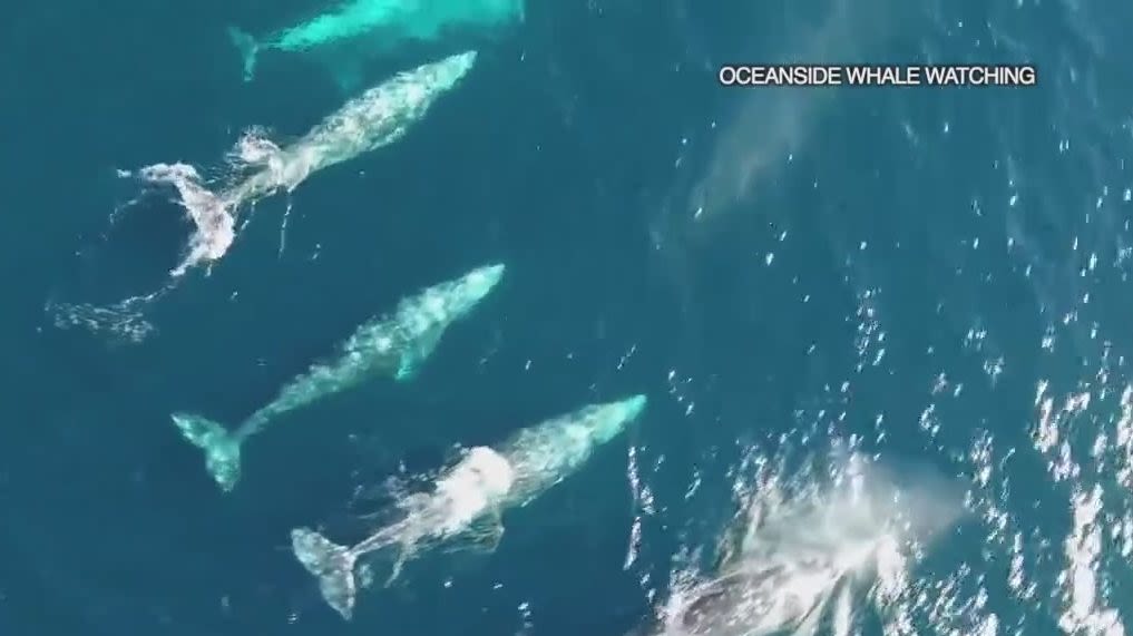 Oceanside whale watching group sets city record with number of sightings