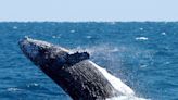 Para salvar al rorcual del Golfo de México hay que proteger su presa favorita
