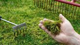 Important lawn care jobs you can do today to put a stop to moss growth