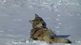 Idaho’s wolf numbers are declining. Fish and Game hopes to whittle population by 60%