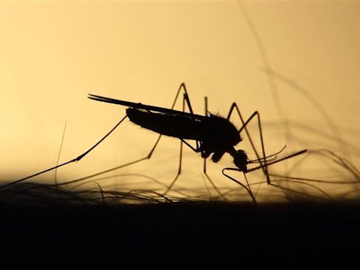 夏日防蚊作戰4招不可少！必知「被叮咬後正確處置」防併發症