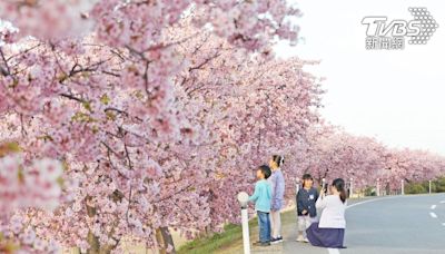 櫻花盛開又逢歐美長假 日本3月旅客數創新高、台灣第二名│TVBS新聞網