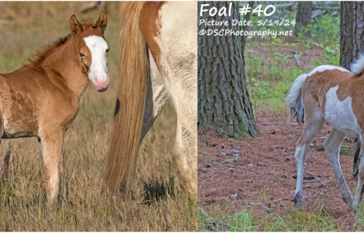 Two Buyback Foals Smash Previous Bid Records at 2024 Chincoteague Pony Auction