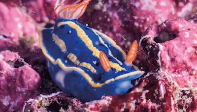 Scientists Have Reared These Colorful Sea Slugs From Egg To Adult For First Time