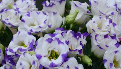 Cette fleur magnifique est la préférée des fleuristes, elle offre une floraison spectaculaire