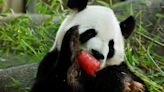 Los últimos pandas gigantes de Estados Unidos se van, pero China enviará más