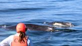 Entangled humpback whale calf freed from rope near Chatham. Here's how they did it.