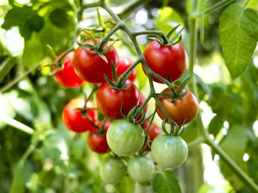 7 Reasons Your Tomato Plants Aren't Setting Fruit—And How to Fix Each