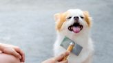 Why You Should Groom Your Dog at Home