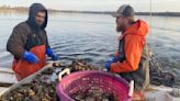 Maryland harvests record breaking 94,000 bushels of farm raised oysters - WTOP News