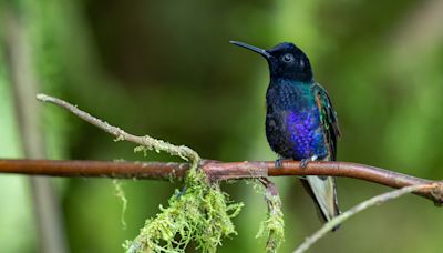 Cóndores, colibríes y tucanes en Quito, una meca del 'birdwatching' con 542 tipos de aves