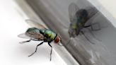 Pest control pro shares how to banish pesky flies from your home with 30p hack