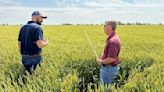 Illinois wheat farmers achieve impressive yields with improved production practices