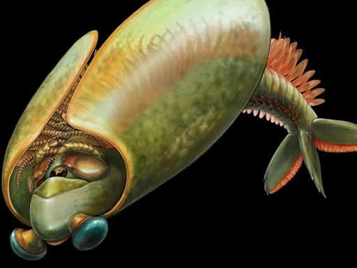 Ancient swimming ‘taco’ had ‘bug jaws,’ new fossils show