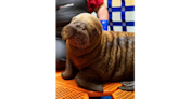 ‘Second chance at life’: Sassy walrus calf recovering after seemingly being left by herd in Alaska