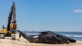 44-Foot Endangered Whale Found Dead on Cruise Ship's Bow as It Arrives in New York City