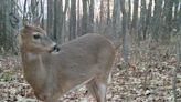 Hunters in Pennsylvania shot estimated 12% more deer in 2022-23 seasons than year earlier