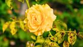 Rose may not flower again if gardeners ignore signs of incurable summer disease