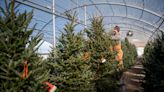 Monroe County waste district sites taking real Christmas trees through Jan. 13