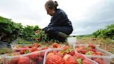 UK farms must grow more fruit and veg for food security