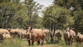 The secret rewilding project that could save the white rhino