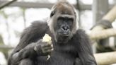 'Baby on the way': Gorilla at Columbus Zoo expecting baby this summer