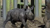 A white rhino is born in a Chilean zoo, boosting the near-endangered species