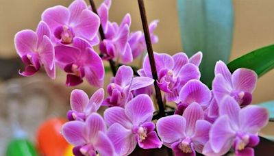 Genius kitchen hack will help your orchids to 'flower like crazy' in no time