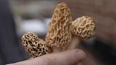 New report sheds light on deaths from morel mushrooms