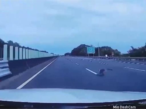 獼猴誤闖國三高速公路 路肩衝出險釀車禍