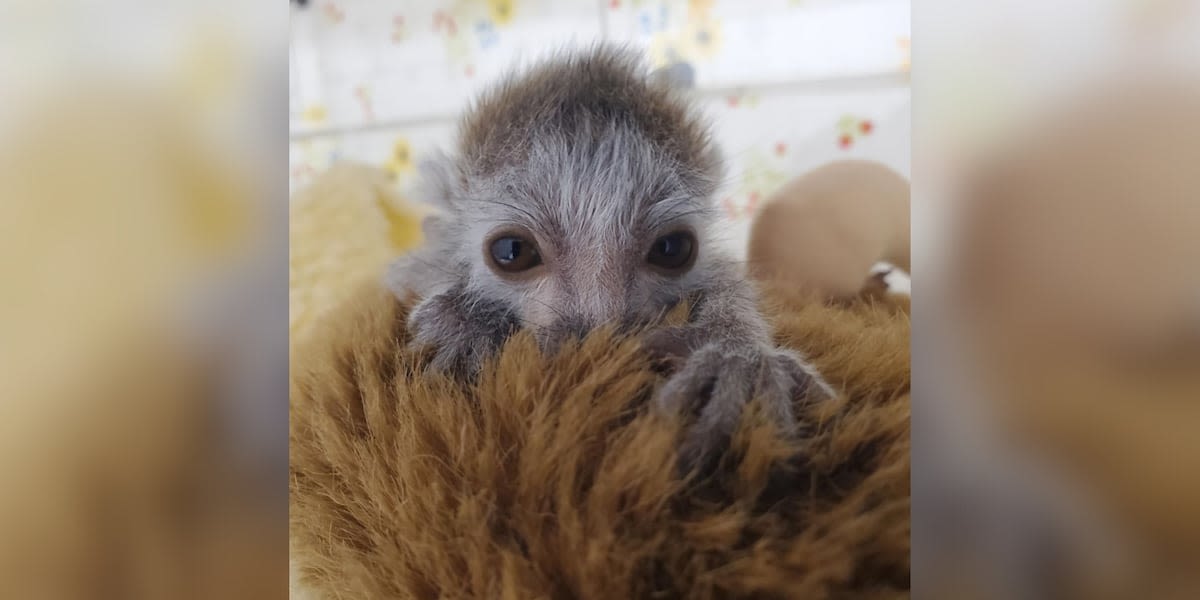 ‘Heartbroken’: Endangered lemur dies at zoo just days after being born