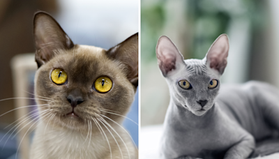 Scientists reveal which cat breeds live the longest