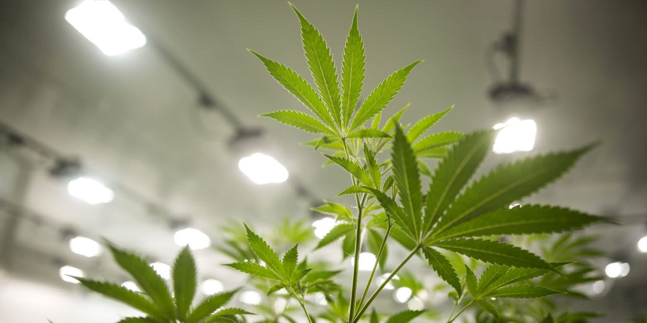 Pot Stocks Surge as Biden ‘Reschedules’ Marijuana