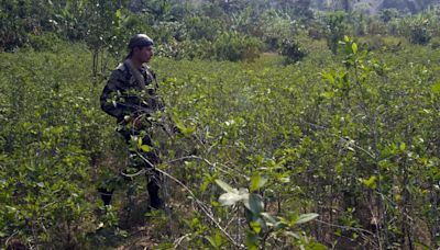 Perú erradica más de 6.000 hectáreas de plantaciones de hoja de coca en lo que va de 2024