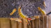 What are the hairy caterpillars in Florida? Are tussock moth caterpillars dangerous?