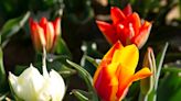 Take in the tulips, and more things to do this weekend at the Jersey Shore