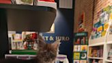 Inside Huxley & Hiro, a bookstore with animal greeters and Curious Histories section