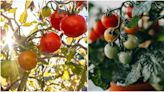 Beat the supermarket rations and start growing your own tomatoes at home