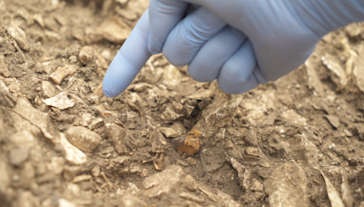 Cave discovery in France may explain why Neanderthals disappeared, scientists say