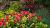 Garden Guru: Scarlet goes wild in hot new petunia