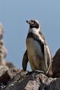 Humboldt penguin