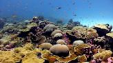 Coral reefs: How climate change threatens the hidden diversity of marine ecosystems