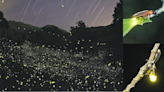 【知多啲：螢火蟲閃光背後】本港有29種螢火蟲 以不同頻率閃光傳達信息 日行螢火蟲靠費洛蒙求偶 兩大觀賞熱點：大帽山及大埔郊外 - 生活 POWER-UP
