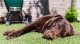 Dog owners urged to follow ‘wet then vet’ heatwave advice this week