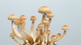 ‘Magic mushrooms’ may soon be used for therapy in San Diego County