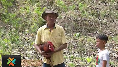 El gallo misterioso del cerro inspiró una historia ganadora en ‘Mi cuento fantástico’ | Teletica