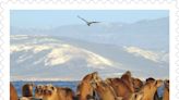 Channel Islands Marine Sanctuary off Ventura gets a postage stamp